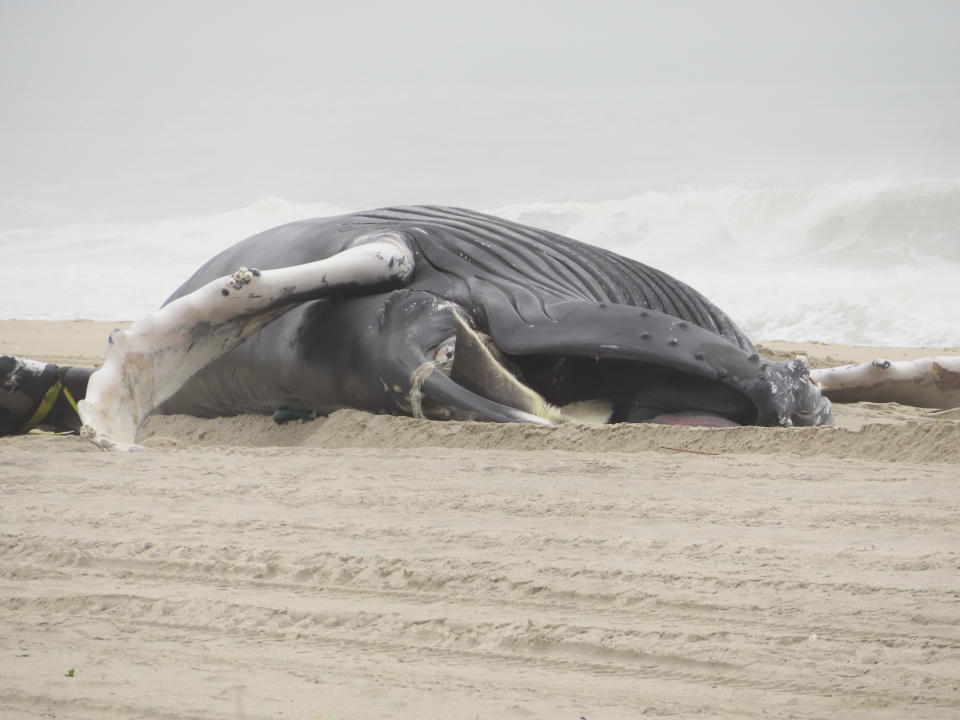 A dead humpback whale lies on the beach in Seaside Park, N.J., on March 2, 2023. Republican Congressmen on Thursday, March, 16, 2023, called for a halt to all offshore wind power projects amid a spate of whale deaths on the U.S. East Coast in what could be the beginning of an expected campaign by the GOP-controlled house to investigate the Biden Administration's clean energy plans. (AP Photo/Wayne Parry)