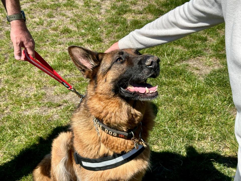 Thor, a service dog certified by the province of B.C., receives a pet from his handler, eight-year-old Michael Toulmin, while Michael's father, William, holds the lead. 