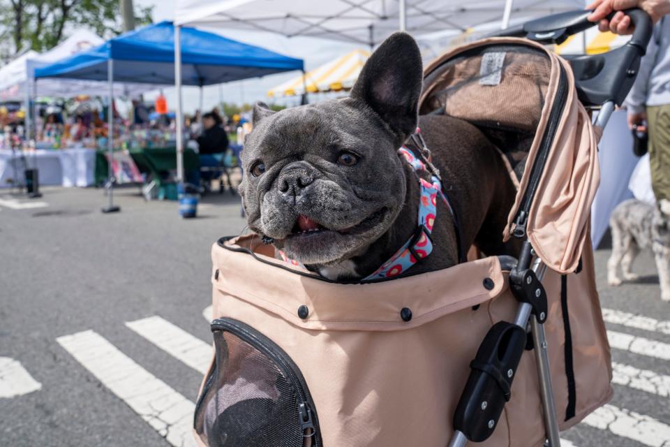 Apr 27, 2024; Elmwood Park, NJ, United States; Reggie, a four-year old French bulldog, rides in a stroller at the Spring Fest Street Fair on Saturday afternoon.