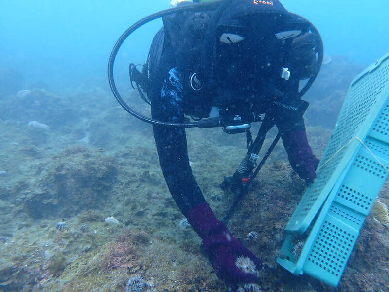 澎湖漁業生物研究中心人員潛水放流海膽 水產試驗所澎湖漁業生物研究中心表示，中心人員23 日潛水下海，在沿岸海域放流約2萬顆白棘三列海膽 （馬糞海膽），每顆殼長約在2公分以上，非常合適 放流棲地，數量增長效果可期待。 （水試所澎湖漁業生物研究中心提供） 中央社  113年4月23日 