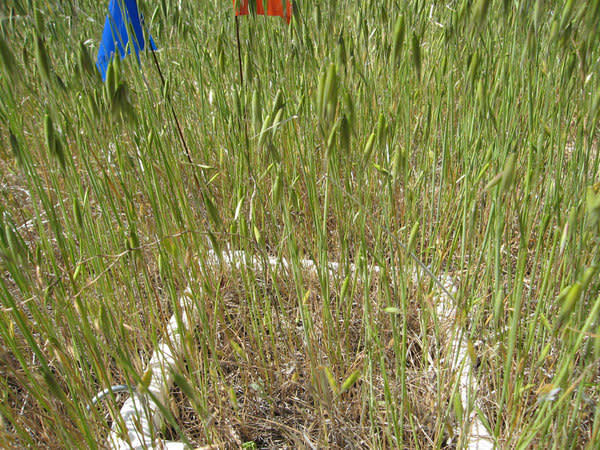 Researchers ran several experiments looking at plant survival rates. In this example, they planted <em>Lastenia californica</em>, a native flower, in a plot of exotic grasses (<em>Avenua fatua</em>). No native flowers grew in this experimental