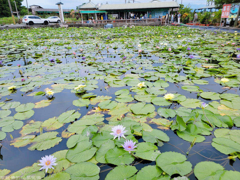 蓮緣香水蓮花園