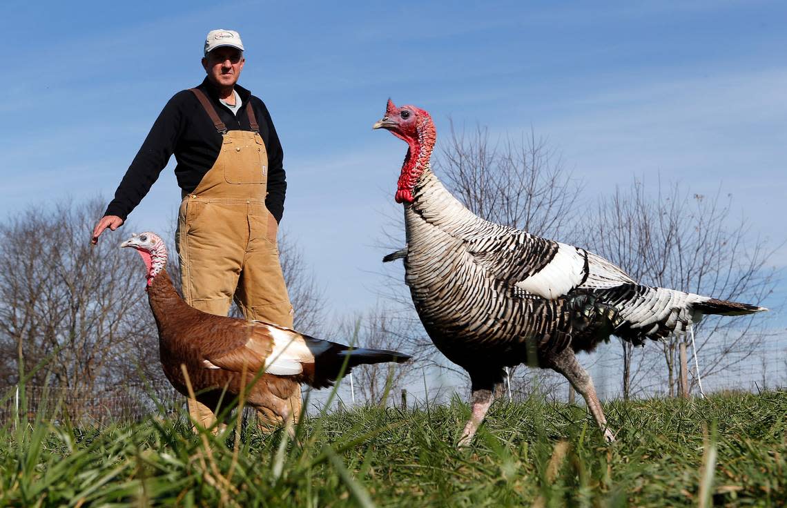 Mac Stone — with two of his Heritage turkeys, a Bourbon Red, left, and a Narragansett at Elmwood Stock Farm in Scott County — and his family have been farming in the region for six generations.