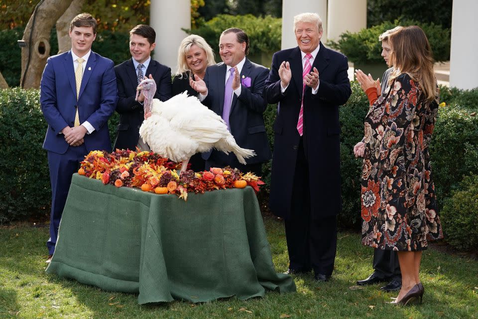 Trump asked if he could stroke the bird before he pardoned it. Photo: Getty Images