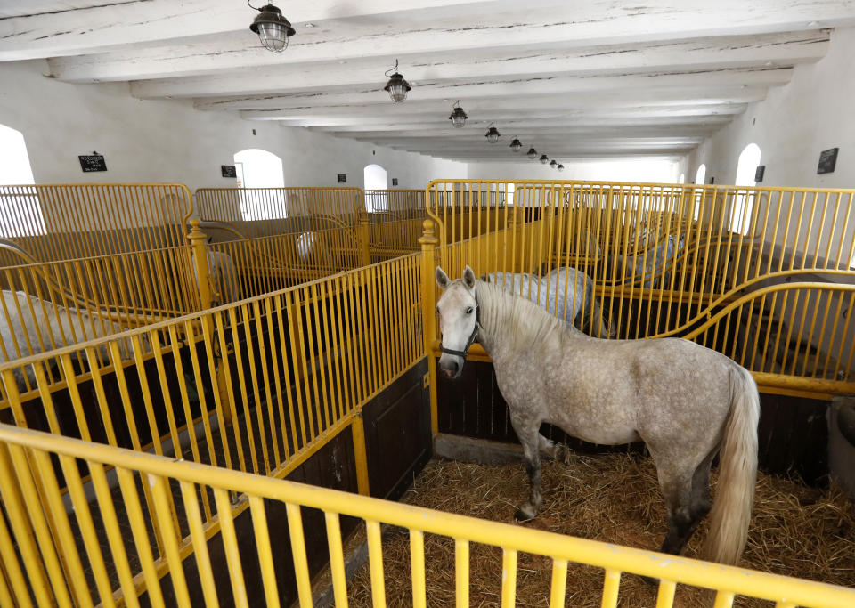 In this photo taken on Thursday, July 11, 2019, a horse stands in its stable at a stud farm in Kladruby nad Labem, Czech Republic. UNESCO this month added a Czech stud farm to its World Heritage List, acknowledging the significance of a horse breeding and training tradition that has survived centuries. Founded 440 years ago to breed and train ceremonial horses to serve at the emperor’s court, the National stud farm and its surrounding landscape have kept its original purpose since. (AP Photo/Petr David Josek)