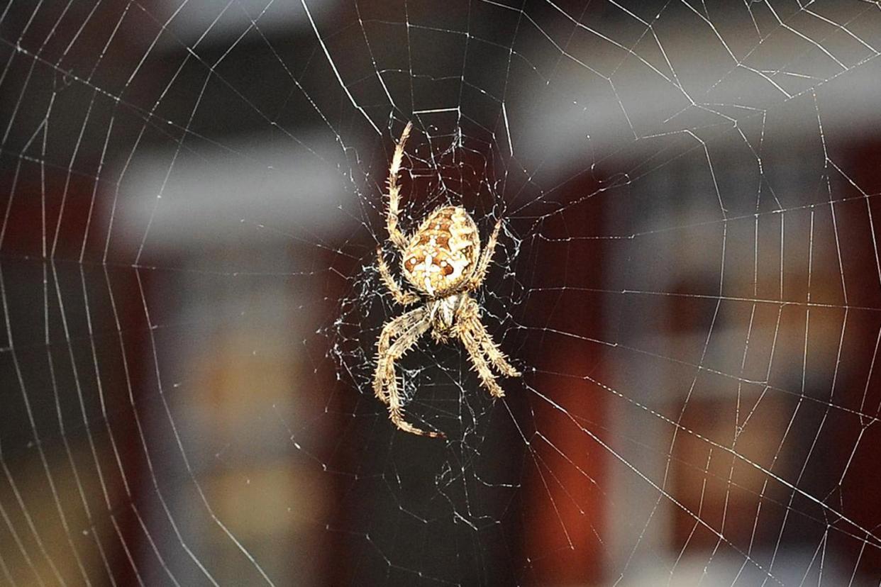 Heat coupled with heavy rain has created the perfect environment for the type of insects that spiders like to eat: PA