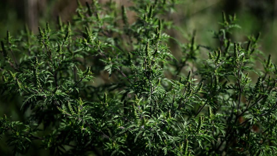 Ragweed is a common culprit that causes fall allergies. Ragweed season typically peaks in September but can last until November. -Jeff Pachoud/AFP/Getty Images