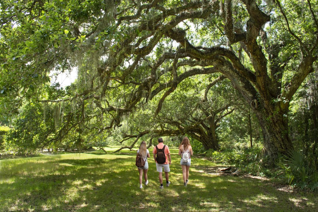 People hiking on the footpath under beautiful huge oak trees on spring morning. Family enjoying time in the park. Gardens, Charleston, South Carolina, USA