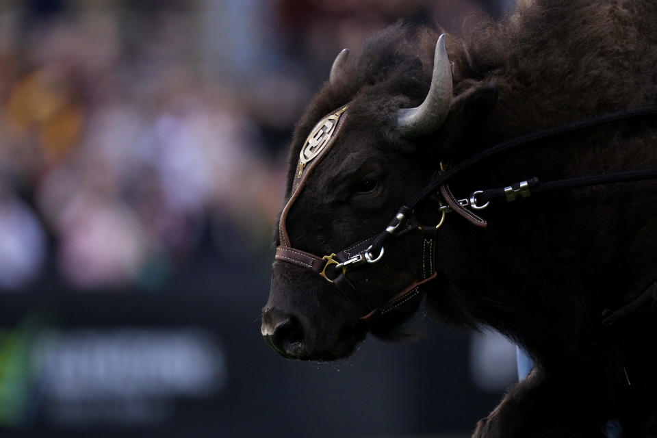 Colorado Buffaloes mascot Ralphie is run onto Folsom Field before the game against the Arizona State Sun Devils on Oct 29 in Boulder, Colorado.