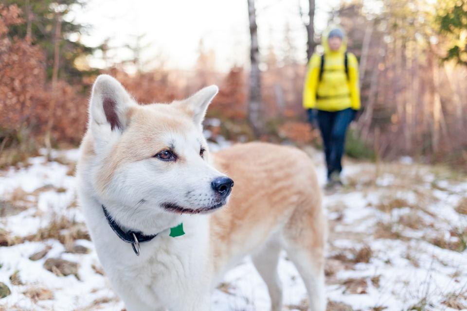 dog on a winter hike with a woman in the background