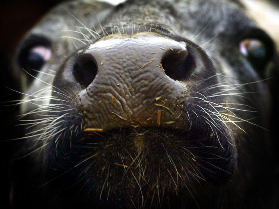 Mad cow disease: More animals to be destroyed as chief vet insists 'no need to panic'