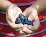 <strong>Blueberries</strong><br><br>Every superfood list seems to include antioxidant-rich blueberries, offering nutritionist-approved fibre, potassium, vitamin C, low-sugar content, and <a href="http://ca.shine.yahoo.com/six-best-fat-burning-superfoods-20110511-210000-642.html" data-ylk="slk:anti-aging, fat-burning properties;elm:context_link;itc:0;sec:content-canvas;outcm:mb_qualified_link;_E:mb_qualified_link;ct:story;" class="link  yahoo-link">anti-aging, fat-burning properties</a>. Give your kids a <a href="http://www.canadianliving.com/health/nutrition/top_10_superfoods_for_kids.php" rel="nofollow noopener" target="_blank" data-ylk="slk:sweet fix sans refined sugars;elm:context_link;itc:0;sec:content-canvas" class="link ">sweet fix sans refined sugars</a> by adding the berries to their cereal, yogurt or morning shake.<br><br>Make healthy living a hands-on activity and recruit your kids to <a href="http://recipes.howstuffworks.com/menus/10-superfoods-for-kids7.htm" rel="nofollow noopener" target="_blank" data-ylk="slk:help you grow berries at home.;elm:context_link;itc:0;sec:content-canvas" class="link ">help you grow berries at home.</a>