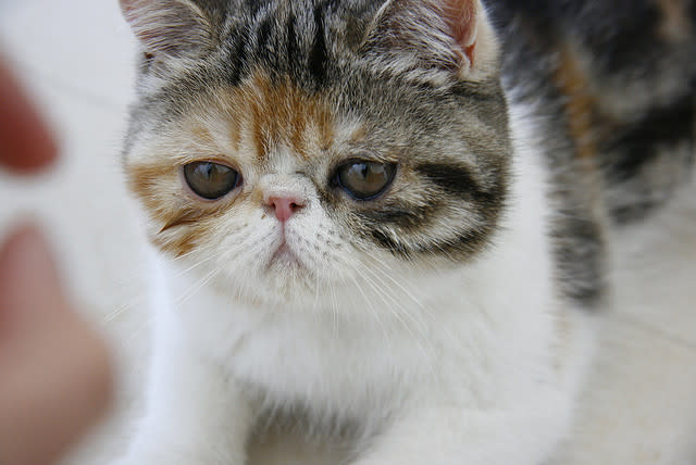 5. Denmark's Team: The Exotic Shorthair