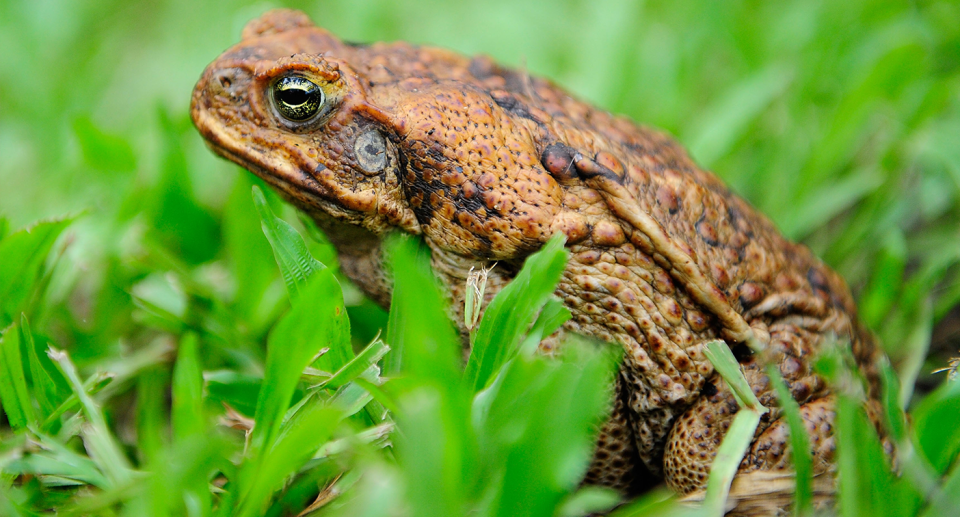 A cane toad sitting in the grass.