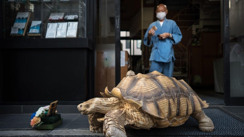 Photo:  Tomohiro Ohsumi (Getty Images)