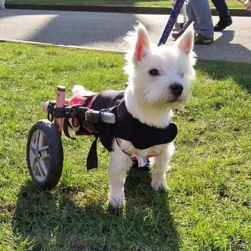 Pumpkin’s spine and legs were left broken after being stamped on as a puppy (Tammy Fox)