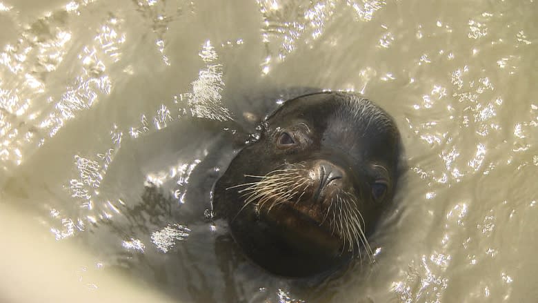 Viral video sea lion acted in frustration because feeding stopped, expert says