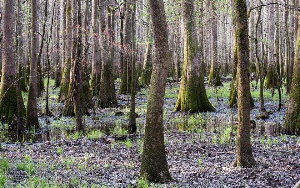 Congaree, South Carolina