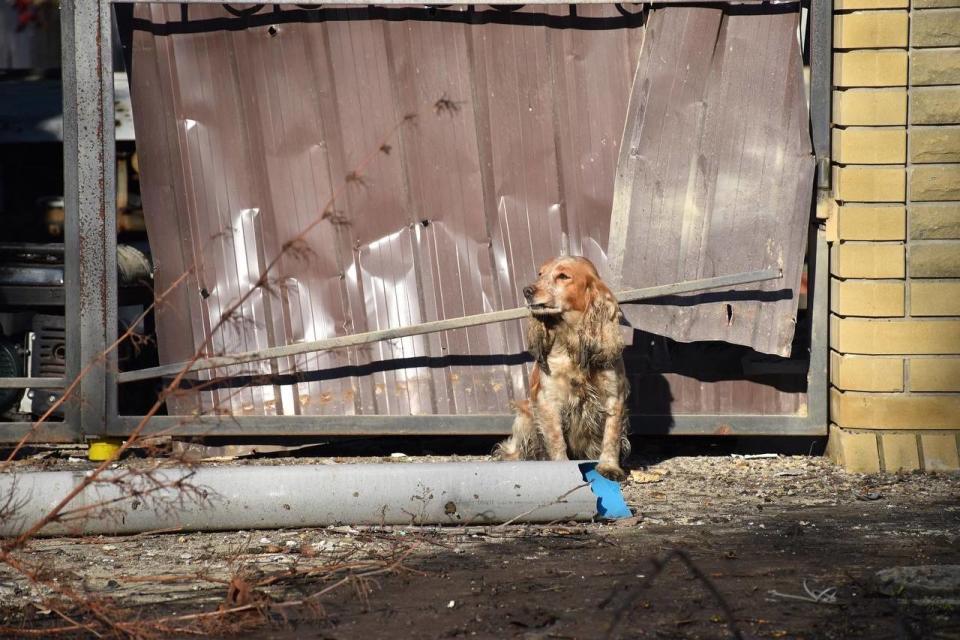 A dog near the site of a rocket attack local officials said was fired by Russia (Kramatorsk City Council)