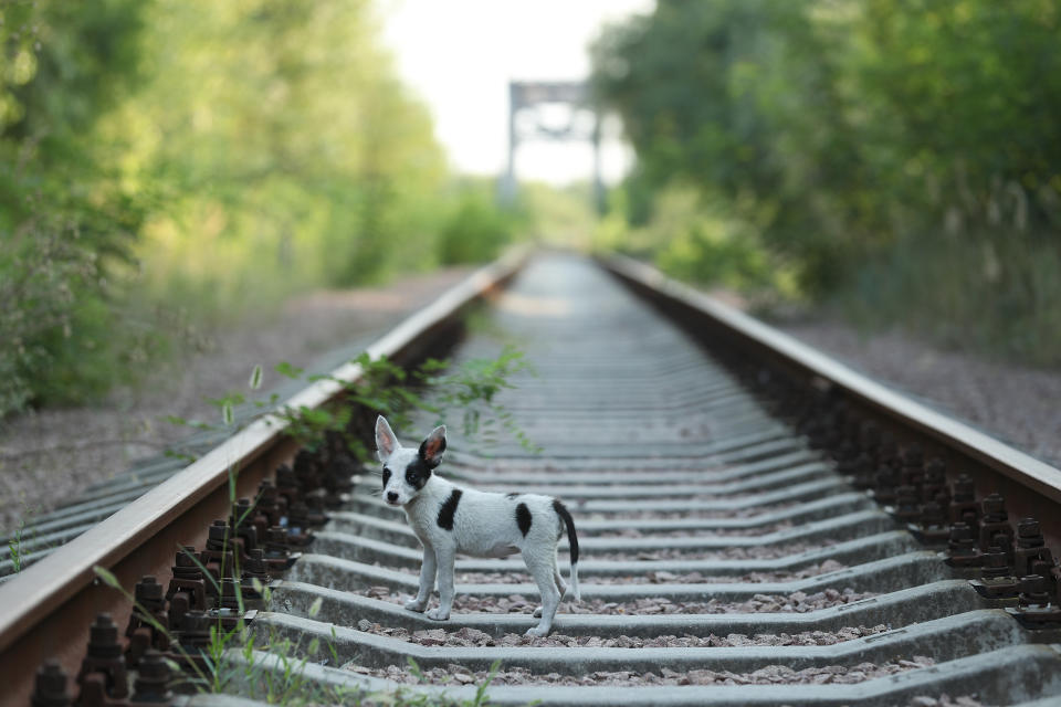 A stray puppy walks along abandoned train tracks near the Chernobyl nuclear power plant on August 19, 2017.