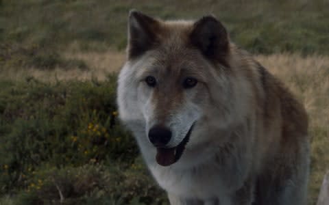 Summer, the direwolf, in Game of Thones  - Credit: HBO