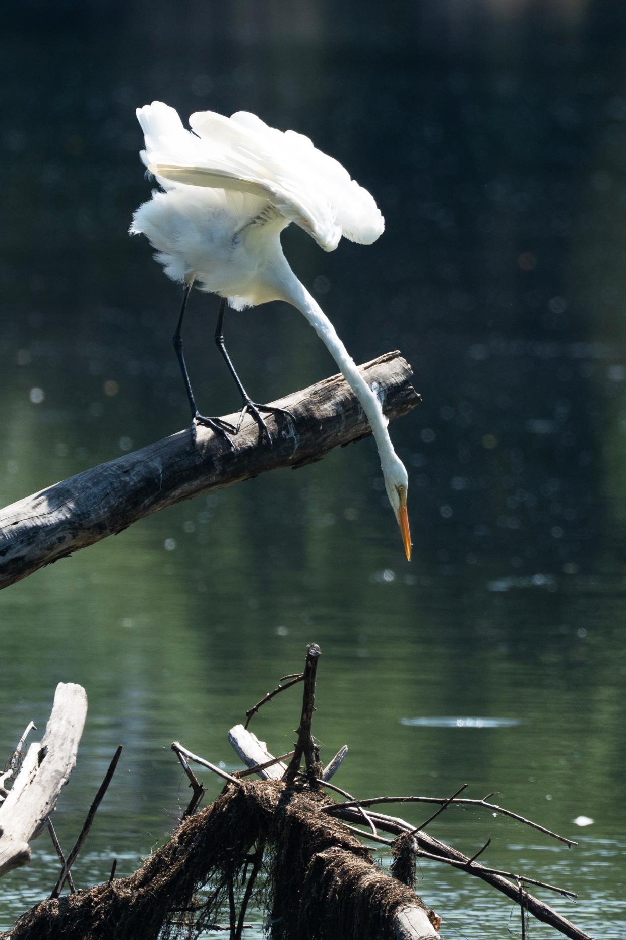 A Great Egret at Westside Park in the Passaic River in Paterson, NJ on Monday July 31, 2023.
