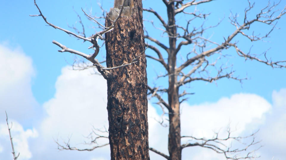 One of the many dead trees spotted on the land.