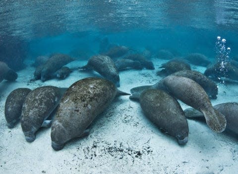 A courtesy photograph of manatees taken in 2008 by Alex Mustard. Image courtesy of U.S. Fish and Wildlife Service. FWS announced Wednesday that the agency will consider listing manatees as an endangered species once again.