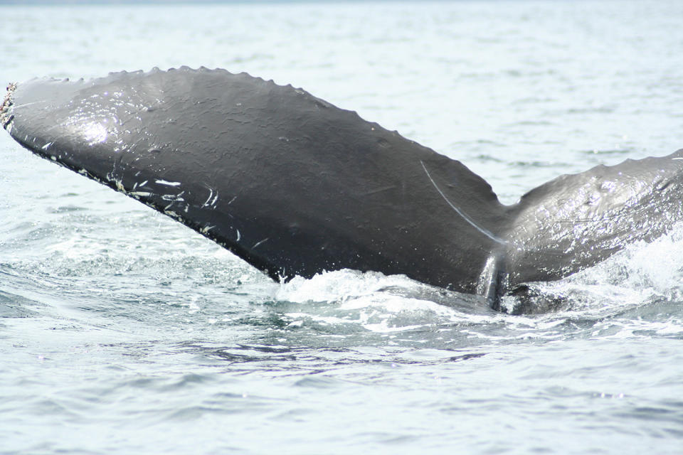 Humpback whale tail going back under water