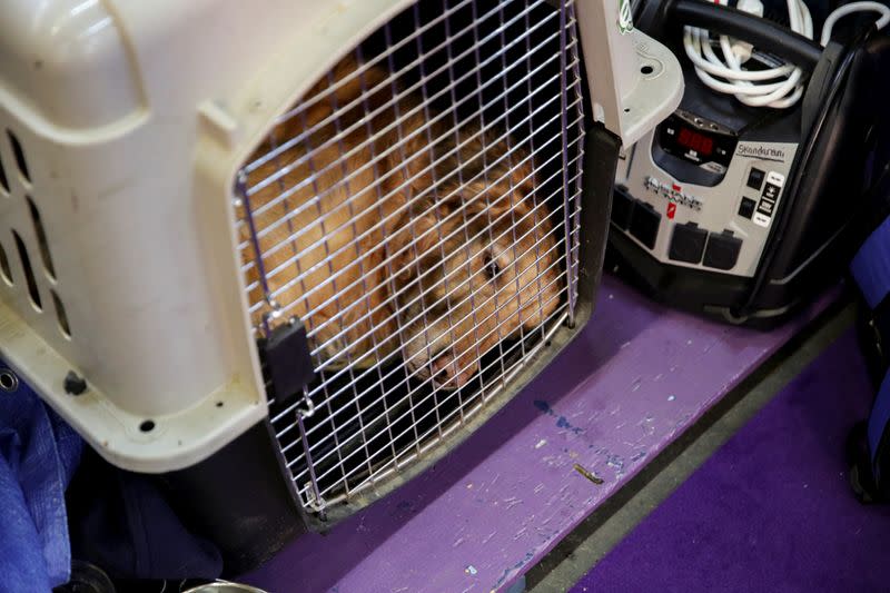 A dog lies in a cage ahead of the Masters Agility Championship during the Westminster Kennel Club Dog Show in New York