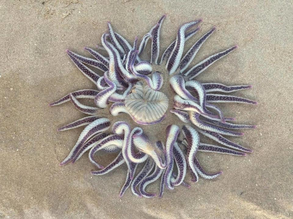 The Dofleinia armata, or armed anemone, found on a beach in Broome.