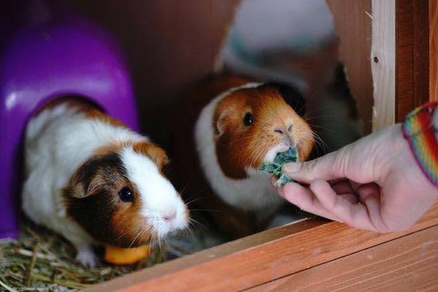 Guinea pigs