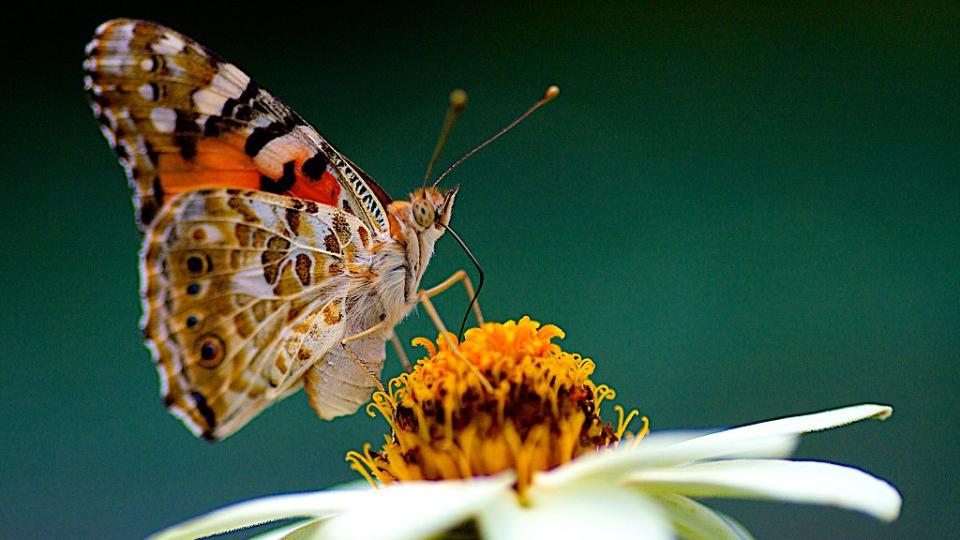 Mariposa vanesa de los cardos