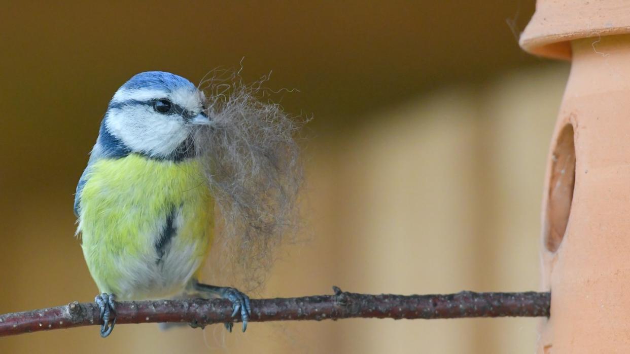 Eine Blaumeise bringt eine Ladung Tierhaare zu ihrem Nest in einem Vogelhaus aus Ton. Foto: Patrick Pleul