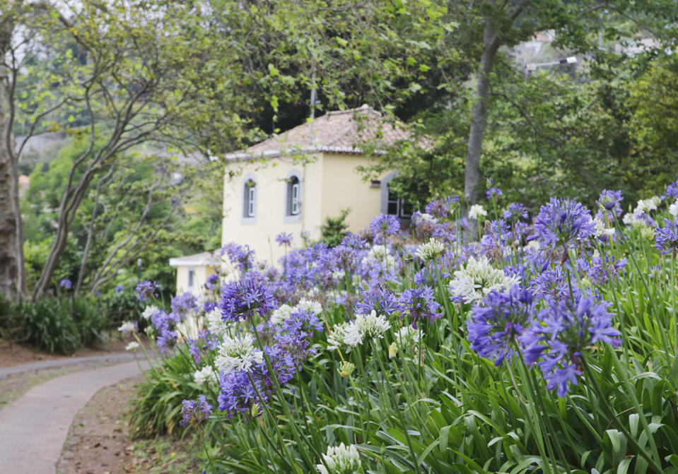 Bulbes d’été : une palette de couleurs à planter au printemps