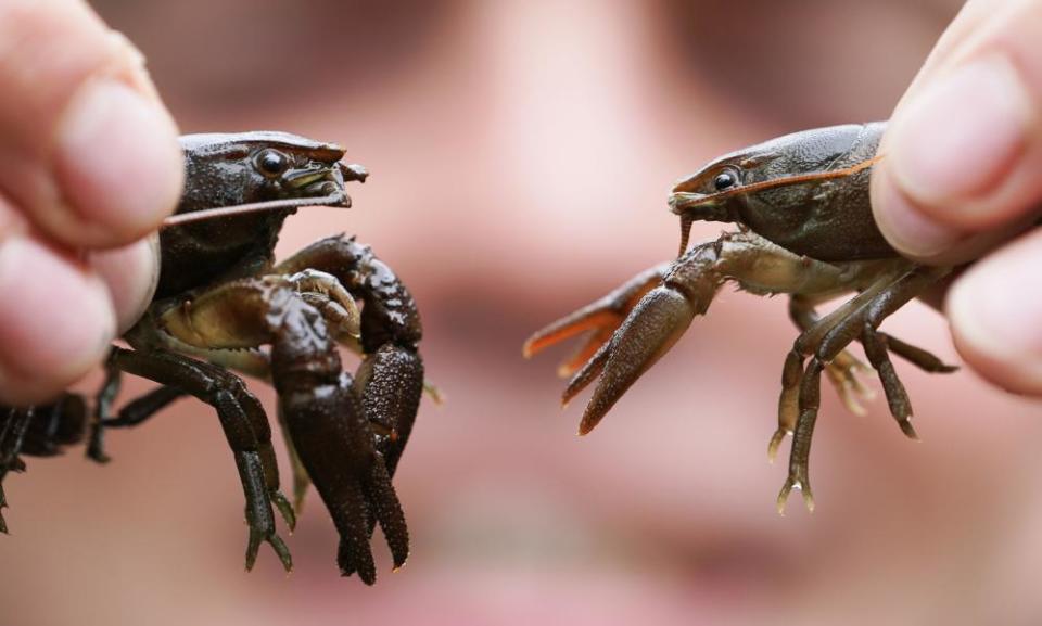 <span>Photograph: Owen Humphreys/PA</span>