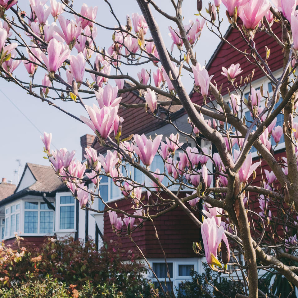 Magnolia tree on street