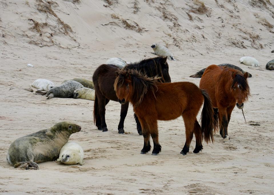 Horses and gray seals lounge on one of Sable Island’s sandy areas. <em>CREDIT: Michelle Shero/ ©Woods Hole Oceanographic Institution. </em>