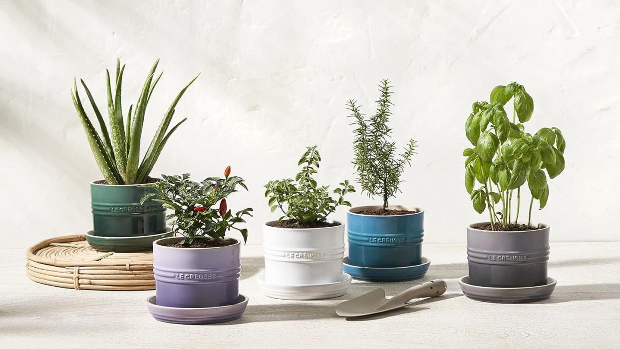 a group of potted plants