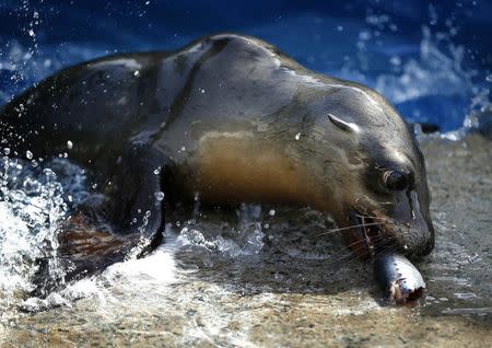 A rescued California sea lion pup enjoys a fish during feeding time at Sea World San Diego in San Diego, California January 28, 2015. REUTERS/Mike Blake