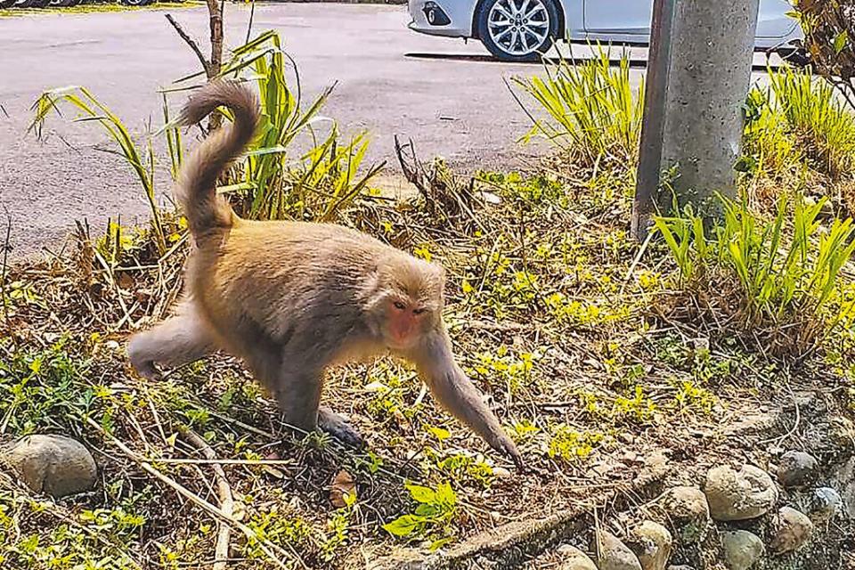 新竹縣新埔鎮鹿鳴里近日有1隻台灣獼猴出沒，見人就快速奔離，縣府農業處研判不是六福村跑出來的，應為離群的孤猴。（羅浚濱攝）