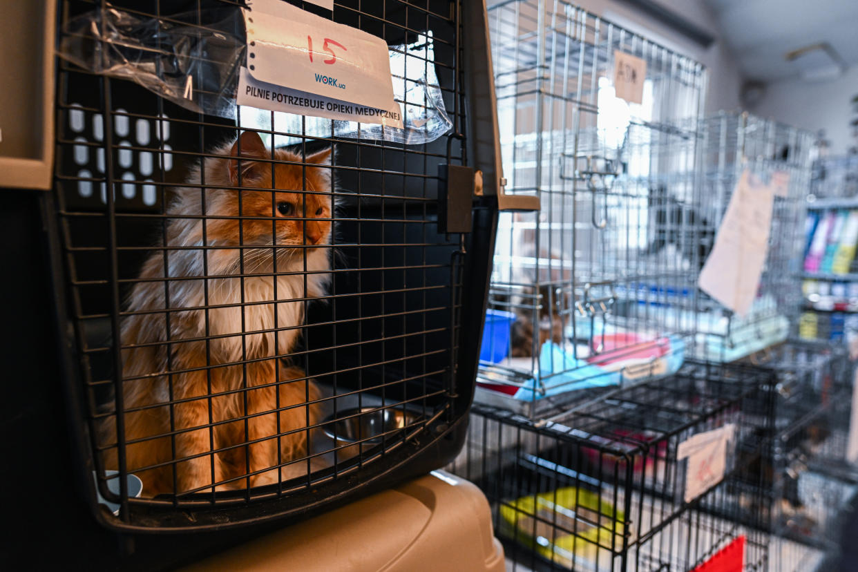 Cats stand inside a cage as they remain in quarantine after being evacuated from Ukraine at the Ada Foundation animal clinic on March 06, 2022 in Przemysl, Poland. (Omar Marques/Getty Images)
