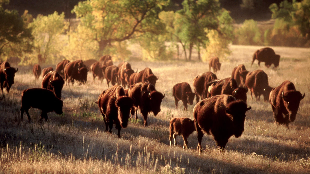  Bison herd at Custer State Park, Texas, USA 