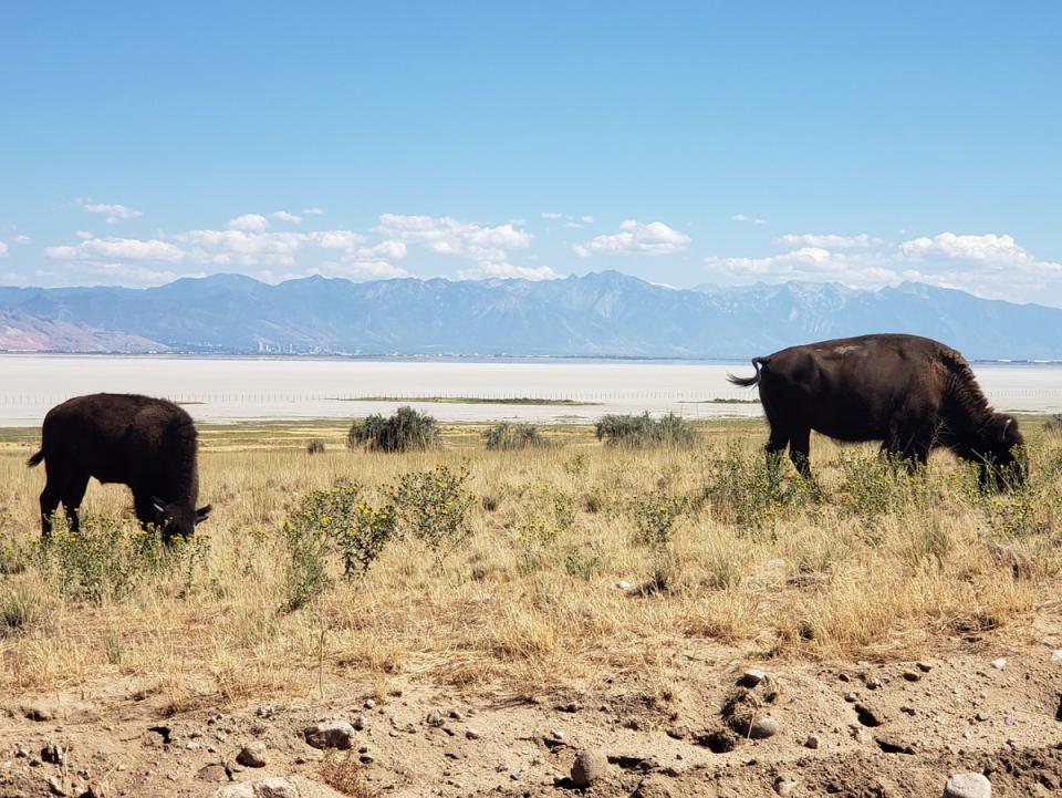 Bison in Antelope Island State Park, Utah (Simon Veness and Susan Veness)