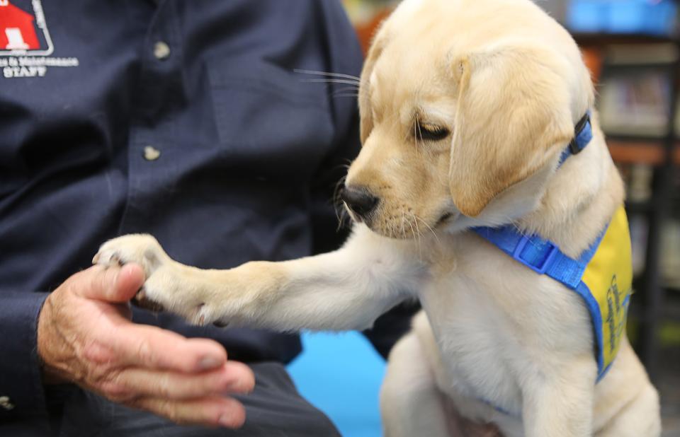Scooby II, a 3-month-old golden retriever-Labrador mix, "shakes hands" with his trainer, Mike Hartsky, who is raising the puppy for Canine Companions.