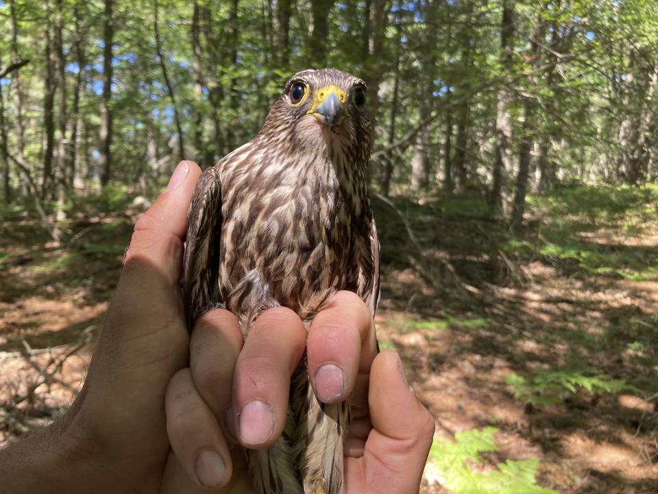 A captured merlin is held near Lake Michigan on June 27, 2022, near Glen Arbor, Mich., where it will be fitted with a leg band and tracking device. The mission will enhance knowledge of a species still recovering from a significant drop-off caused by pesticides and help wildlife managers determine how to prevent merlins from attacking endangered piping plovers at Sleeping Bear Dunes National Lakeshore. (AP Photo/John Flesher)