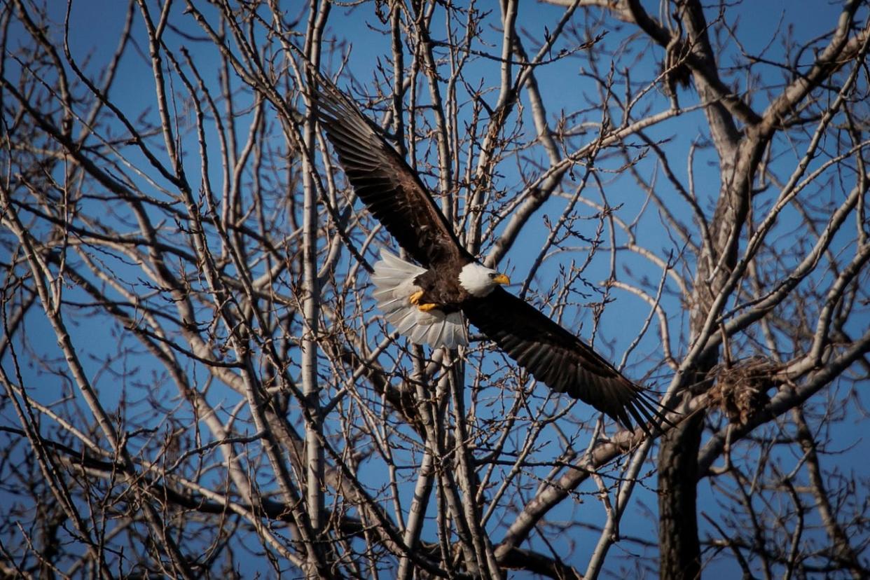 The nest was first discovered in mid-February, the TRCA says. One of the pair of nesting bald eagles is pictured near its nest on March 7, 2024. (Evan Mitsui/CBC - image credit)