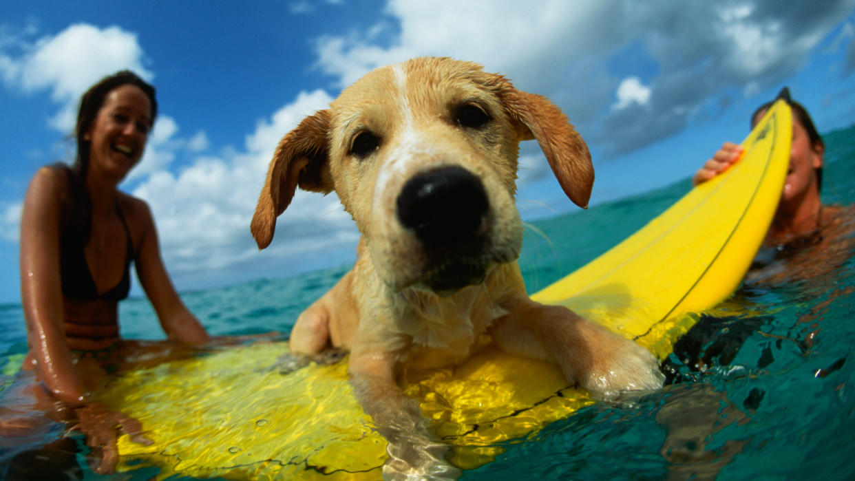  Dog on surfboard in sea. 