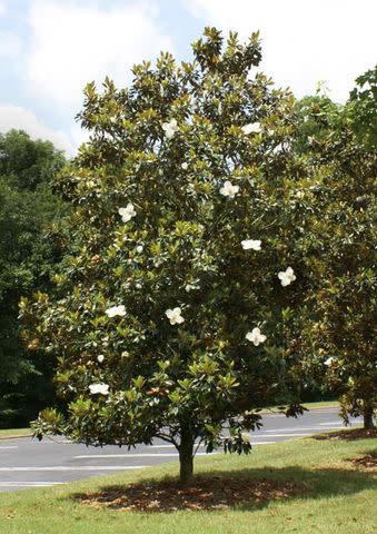 <p>Fast Growing Trees</p>