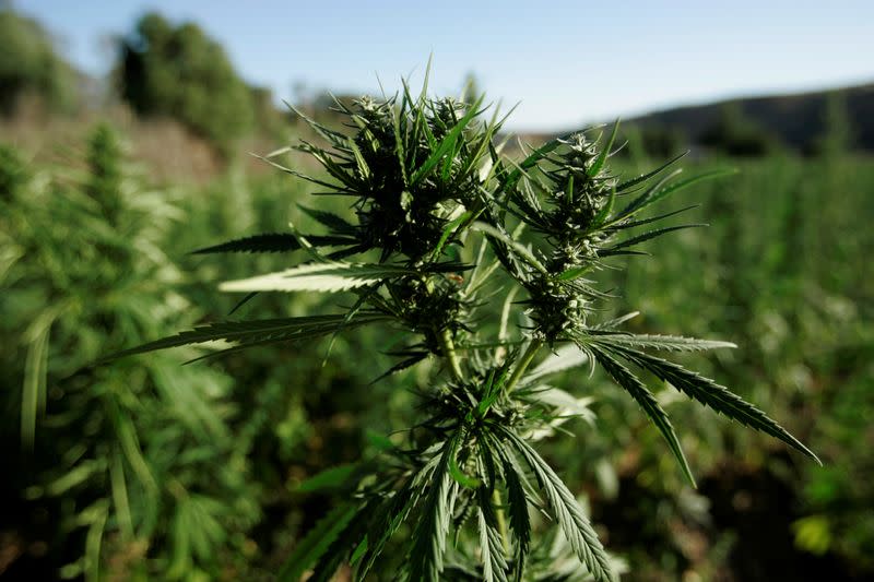 FILE PHOTO: Marijuana plants grow near a road in the Rif region
